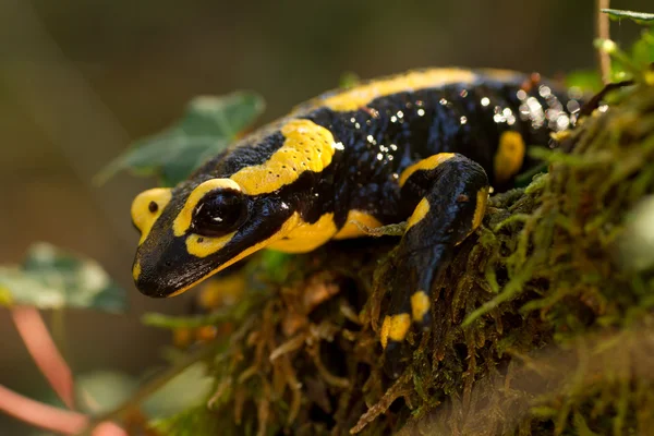 Salamandra — Foto Stock