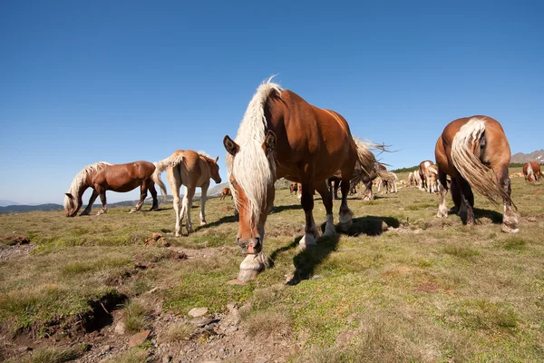 Horští koně ve Francii Stock Fotografie