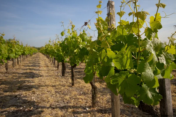 Виноградники Франции Лицензионные Стоковые Изображения