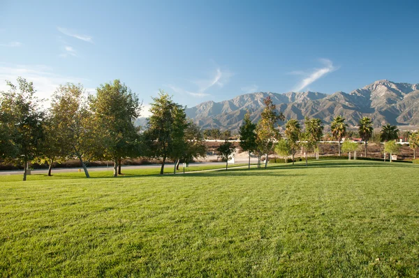 Palm Trees and Mountains — Stock Photo, Image