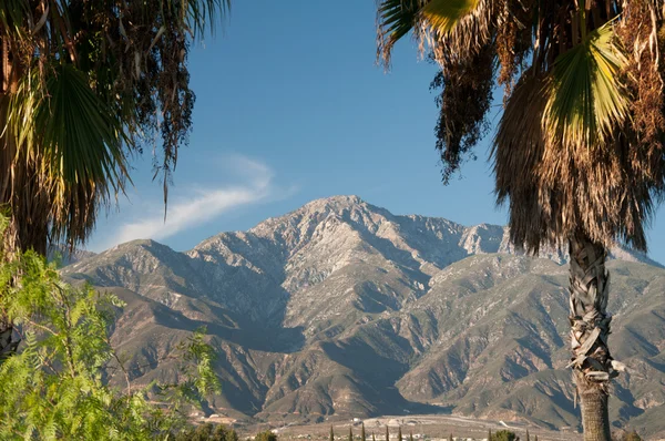 Palm Trees and Mountains — Stock Photo, Image