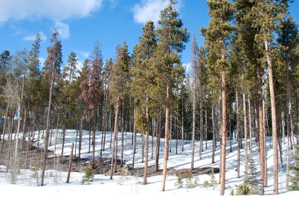 Vintern trädstammar — Stockfoto