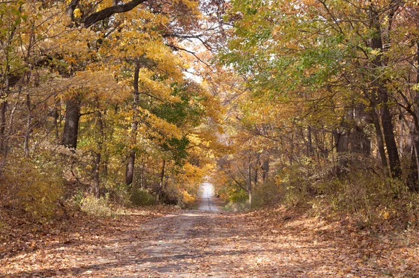 stock image Autumn Road