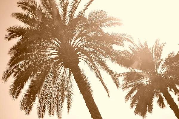 Palms sepia — Stockfoto