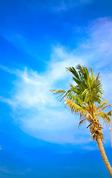 一棵棕榈树和深蓝色的天空 — 图库照片