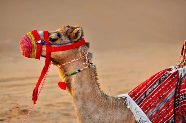 Верблюд в пустыне — стоковое фото