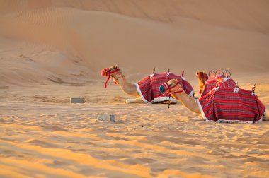 2 camels in desert, sunset clipart