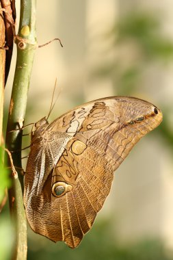Kelebek