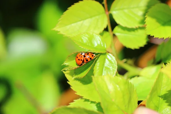 Lady bug — Stock Photo, Image