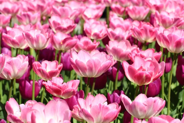 Stock image Pink Flowers