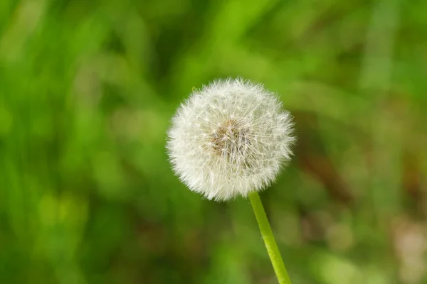 stock image White flower