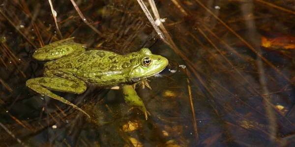 Primer plano de una rana verde — Foto de Stock