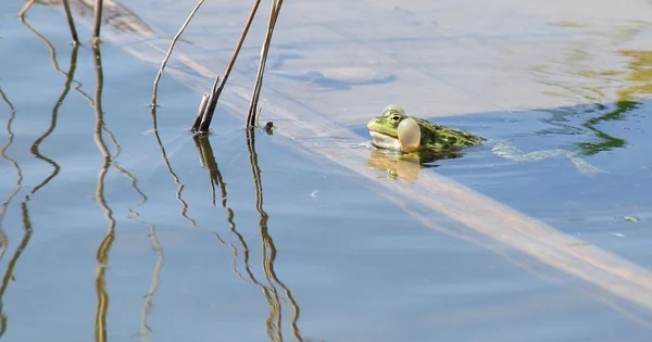 Erkek kurbağa — Stok fotoğraf