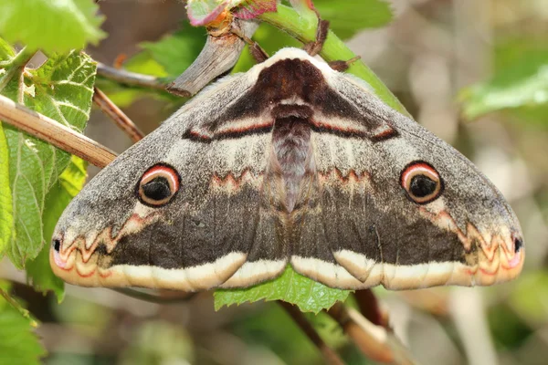 stock image Butterfly