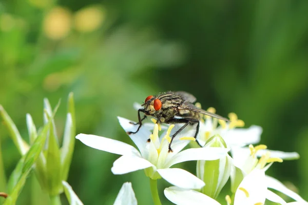 Doğada fly — Stok fotoğraf