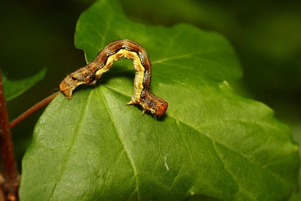 Larva de uma borboleta — Fotografia de Stock