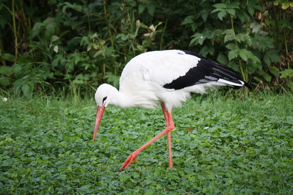 White Stork