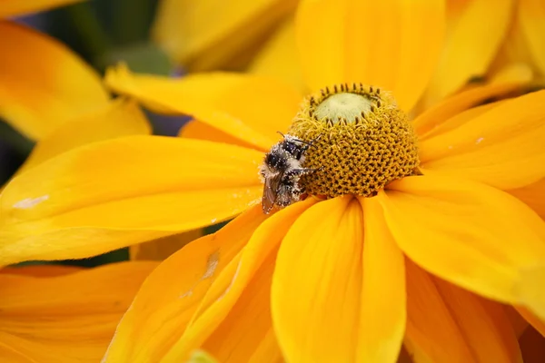 离开他的花的蜜蜂 — 图库照片