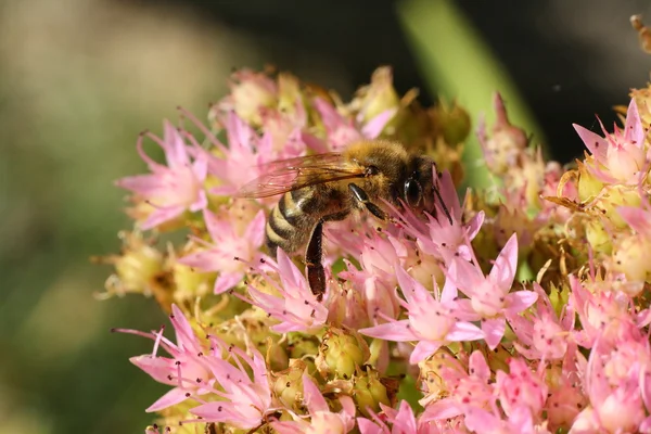 Пчела крупным планом на фиолетовых цветах — стоковое фото