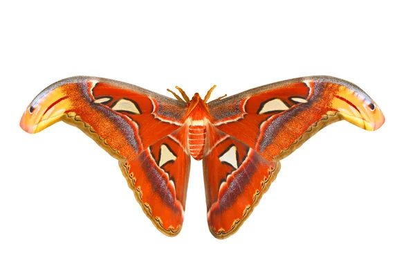 stock image Giant butterfly