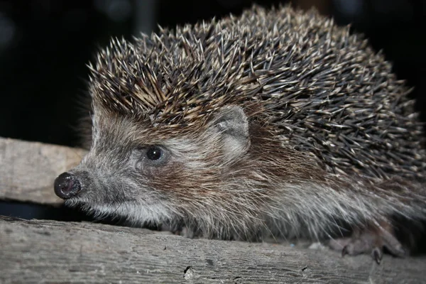 stock image Hedgehog on the walk