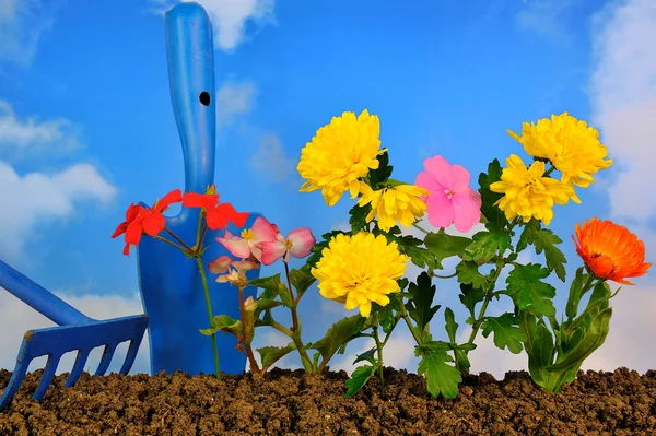 Plantera blommor — Stockfoto