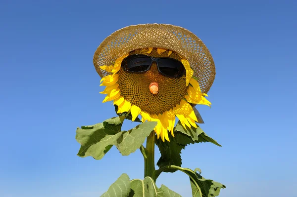 Sonnenblumen-eins — Stockfoto