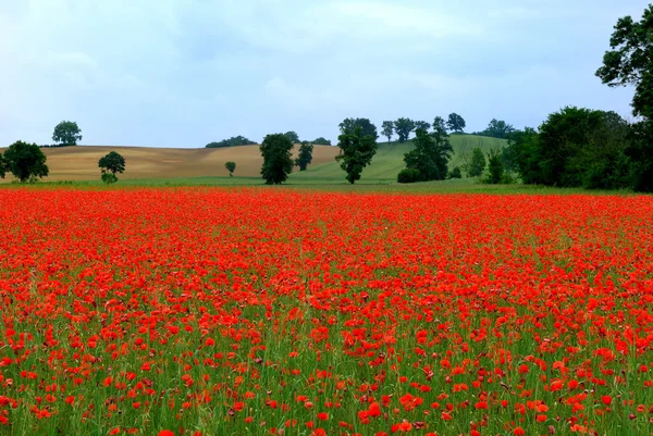 stock image Poppies