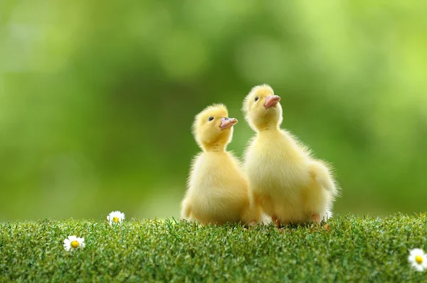 Duckling two — Stock Photo, Image