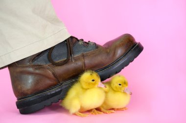 Duck shoe clipart