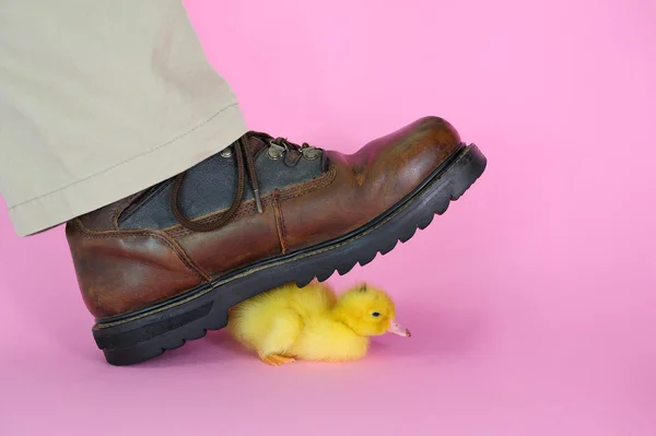 Ördek Ayakkabı — Stok fotoğraf