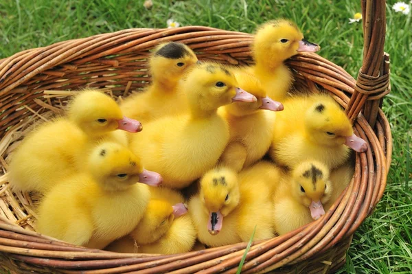Ducks group — Stock Photo, Image