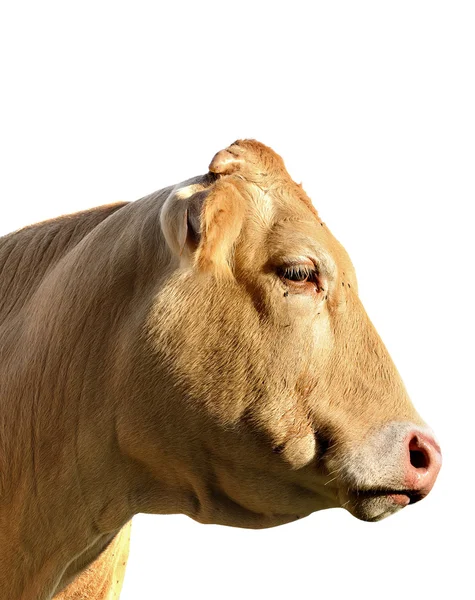 Head cow — Stock Photo, Image