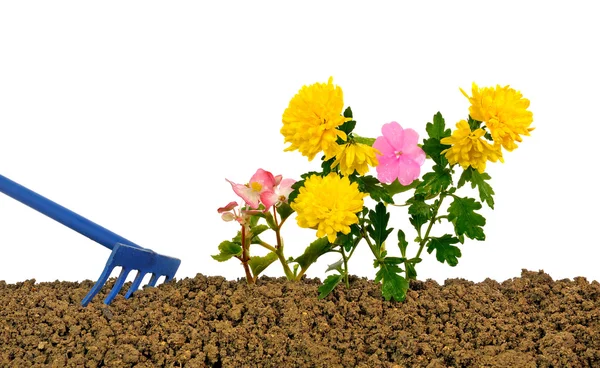 Plantera blommor tre — Stockfoto
