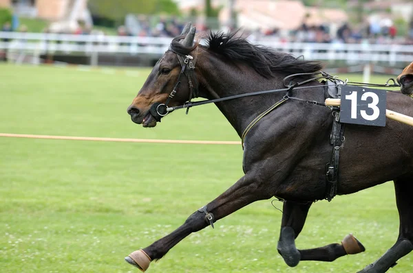 Corrida de cavalos — Fotografia de Stock