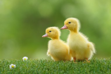 Duckling four clipart