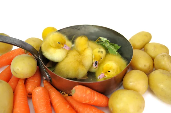 Duck saucepan two — Stock Photo, Image