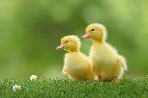 Duckling four — Stock Photo, Image