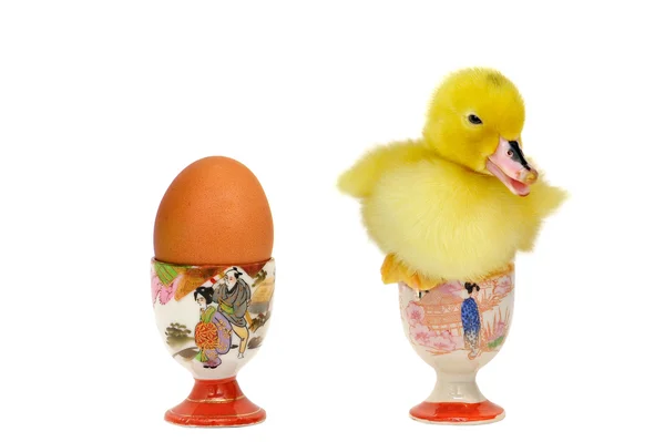 Copa de huevo de pato —  Fotos de Stock