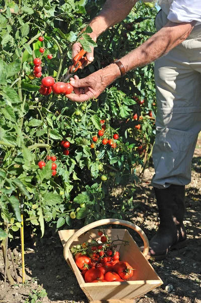 Tomatoes garden — Stock Photo, Image