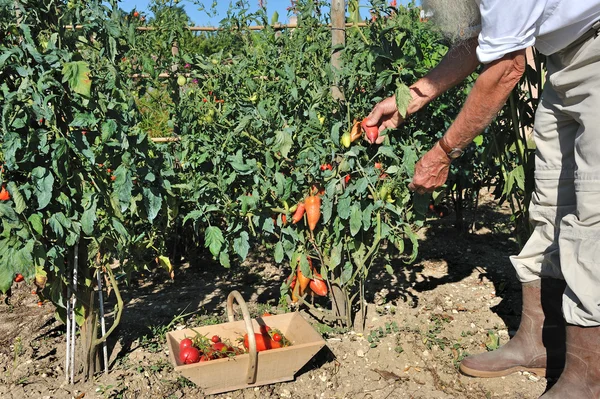 Jardín de tomates dos — Foto de Stock