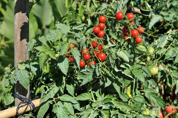 Tomaten tuin drie — Stockfoto