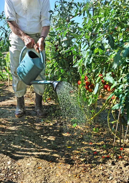 Tomaten Garten fünf — Stockfoto