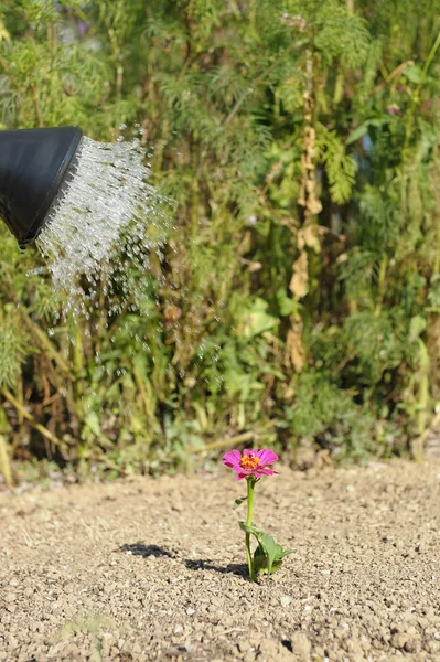 花に水をまく — ストック写真