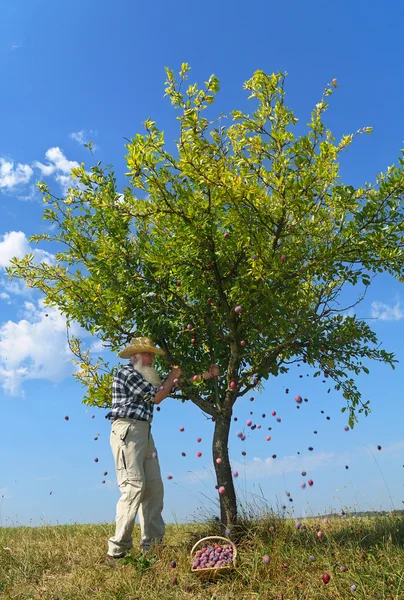 stock image Harvest plum two