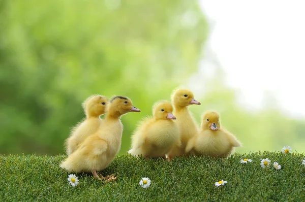 Üç ördek yavrusu — Stok fotoğraf