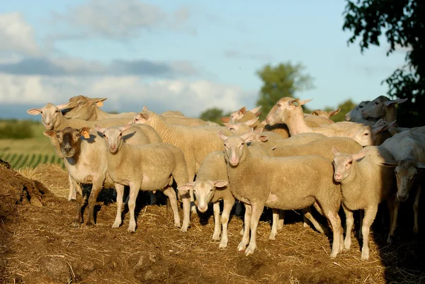 Sheep manure — Stock Photo, Image