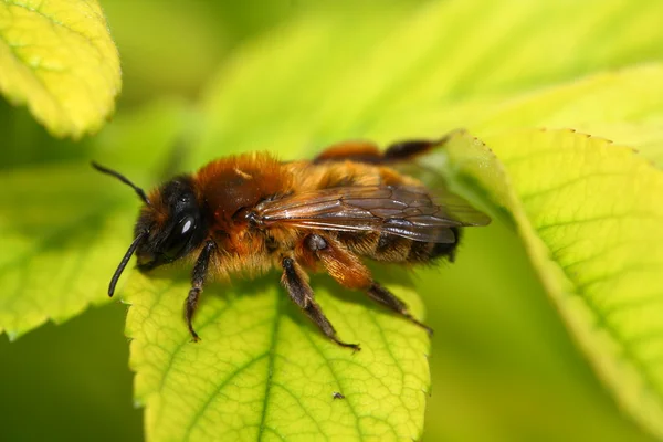 Verde abeja — Foto de Stock