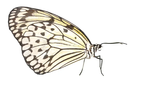 나비 — 스톡 사진