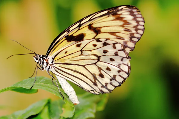 Borboleta — Fotografia de Stock